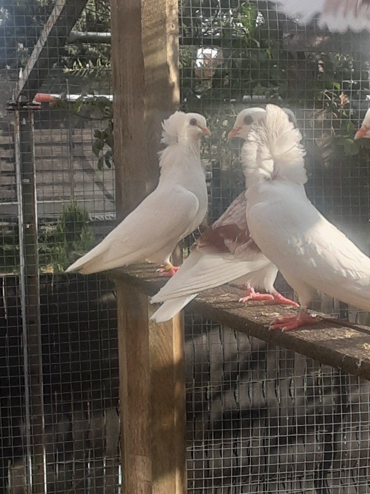 jonge Oudhollandse Kapucijn sierduiven, Dieren en Toebehoren, Meerdere dieren, Overige soorten