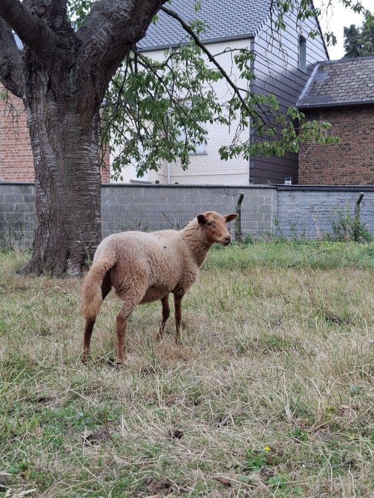 Ardense voskop ooien, Dieren en Toebehoren, Schapen, Geiten en Varkens, Vrouwelijk, Schaap, 0 tot 2 jaar