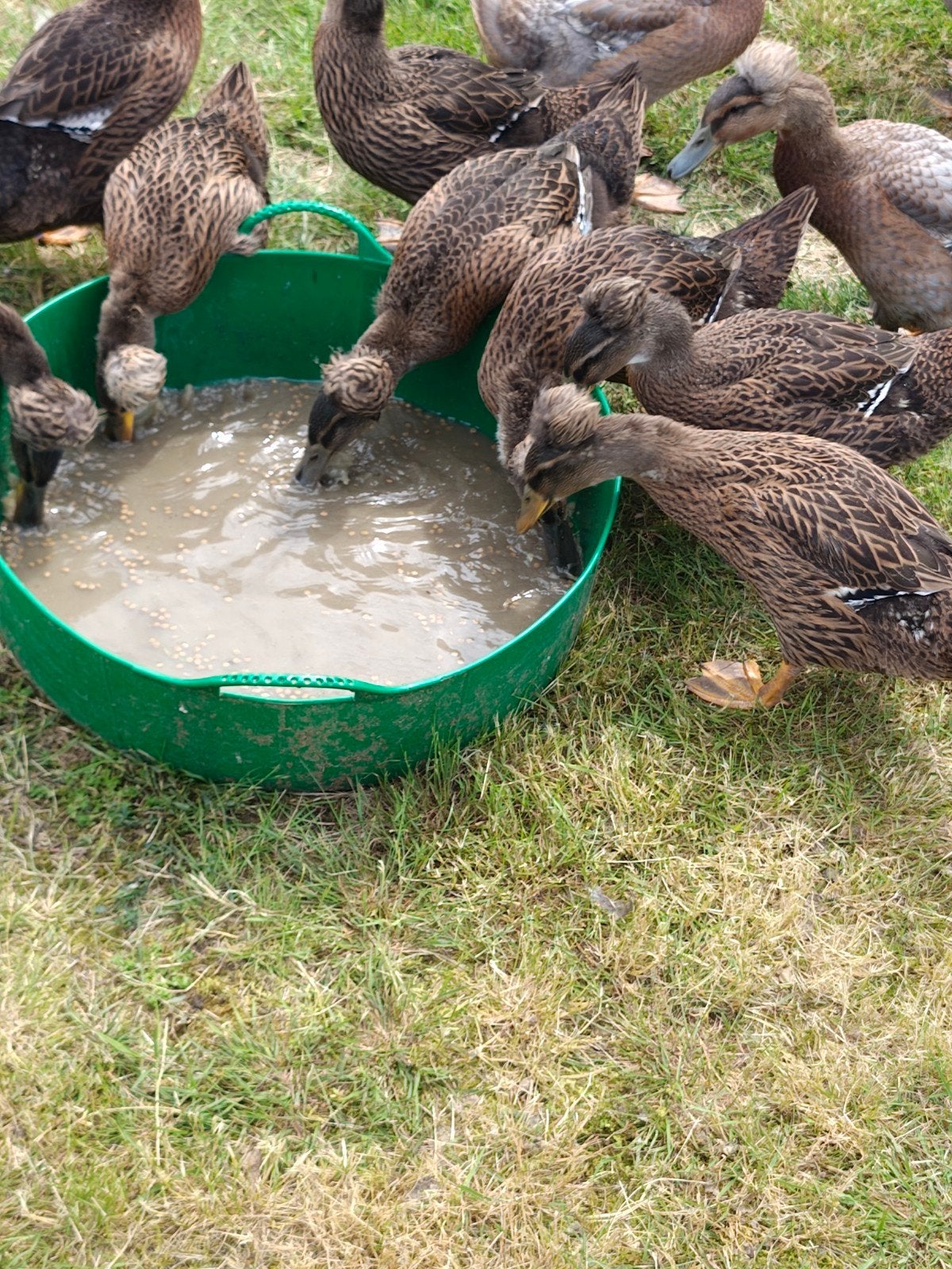 Oud Hollandse kuifeenden, Dieren en Toebehoren, Pluimvee, Eend