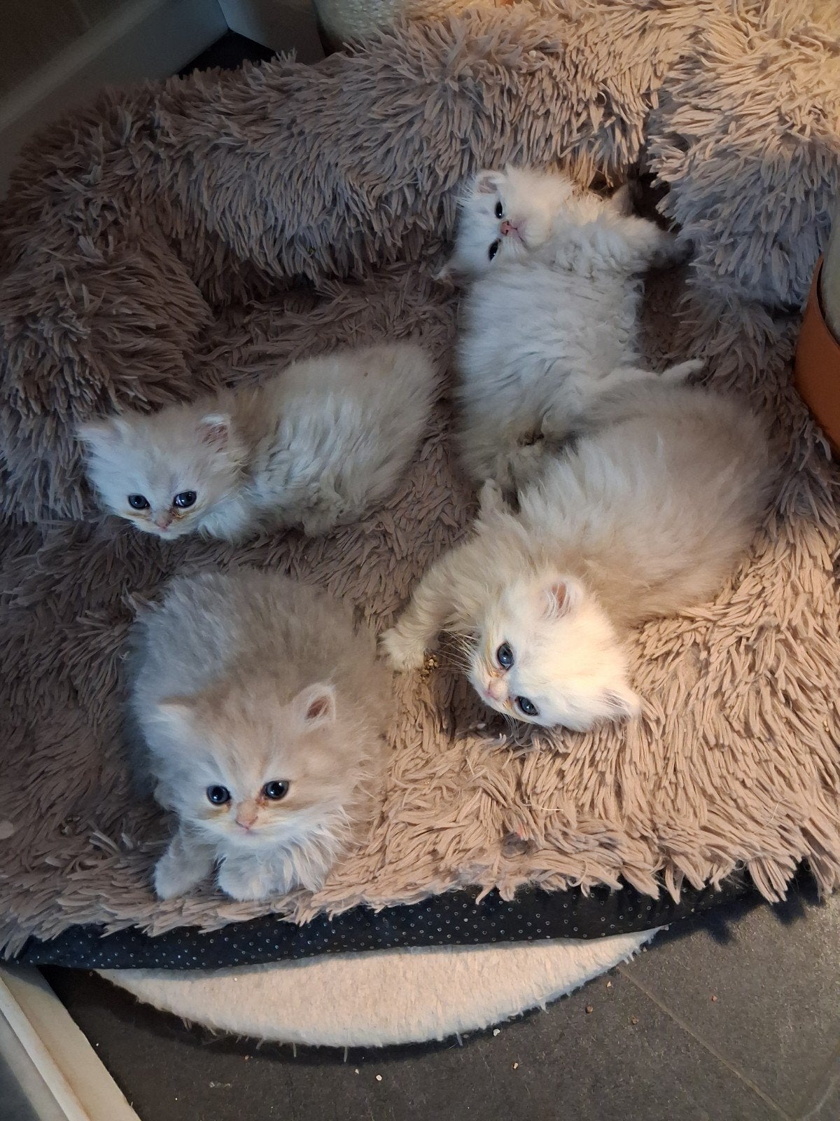 Britse langhaar kittens, Chatte ou Chat