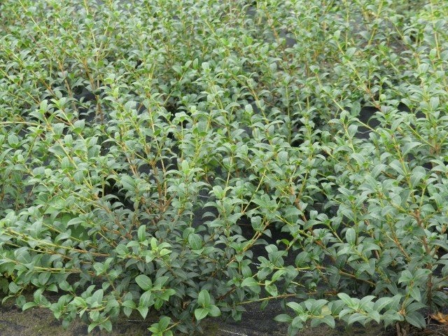 Osmanthus Burkwoodii , schijnhulst, Tuin en Terras, Ophalen, Buxus, Haag