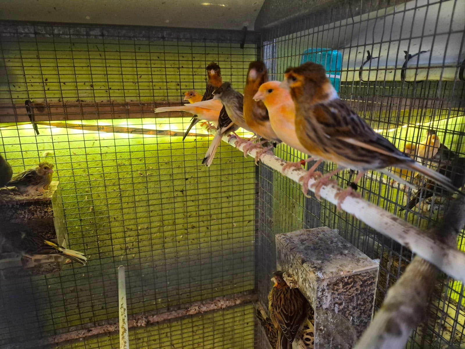 Canaris, Enlèvement
