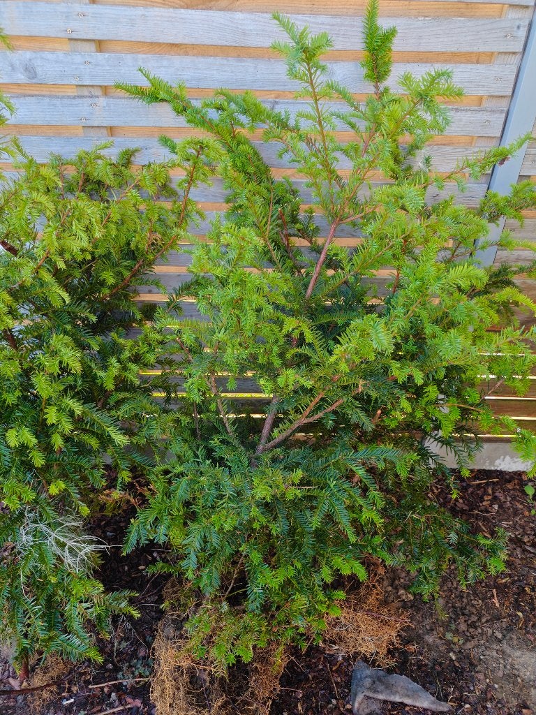 3 grote taxus planten, Ophalen, Taxus, Haag, 100 tot 250 cm