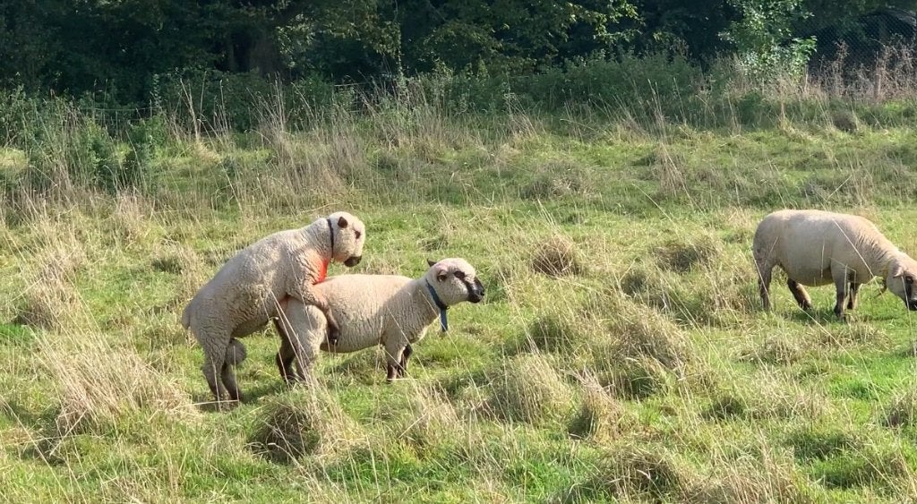 Béliers Hampshire de 9 mois et 3 ans, Mâle, Mouton, 0 à 2 ans