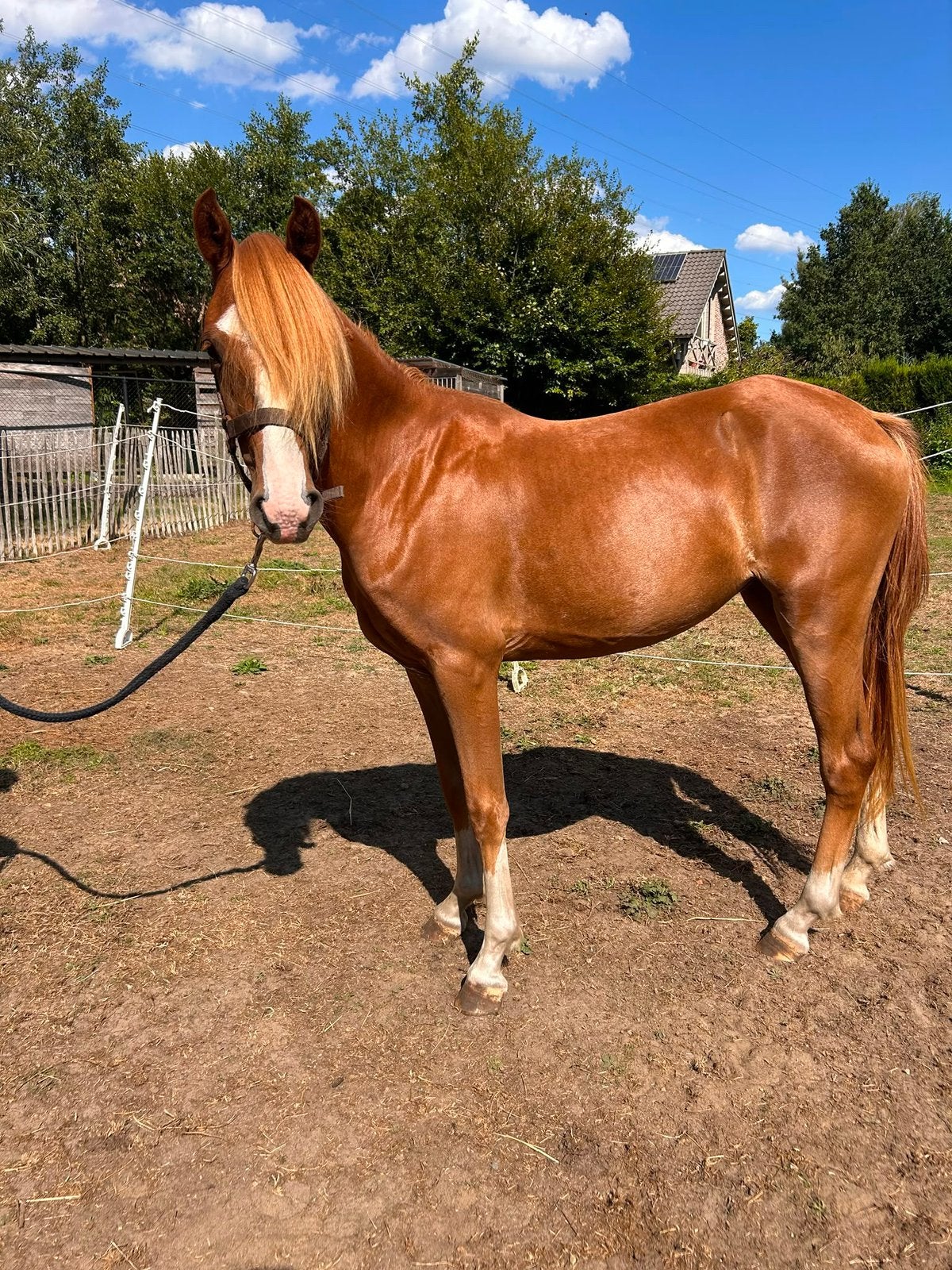 Lieve kinderpony zoekt gouden thuis, Dieren en Toebehoren, Merrie