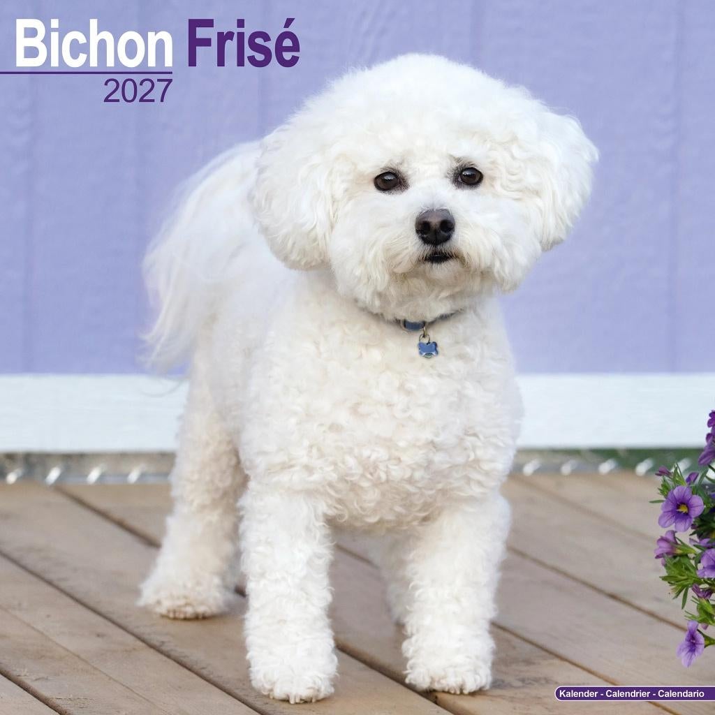 Bichon Frise 2027 kalender vooraf bestellen, Verzenden, Jaarkalender, Nieuw