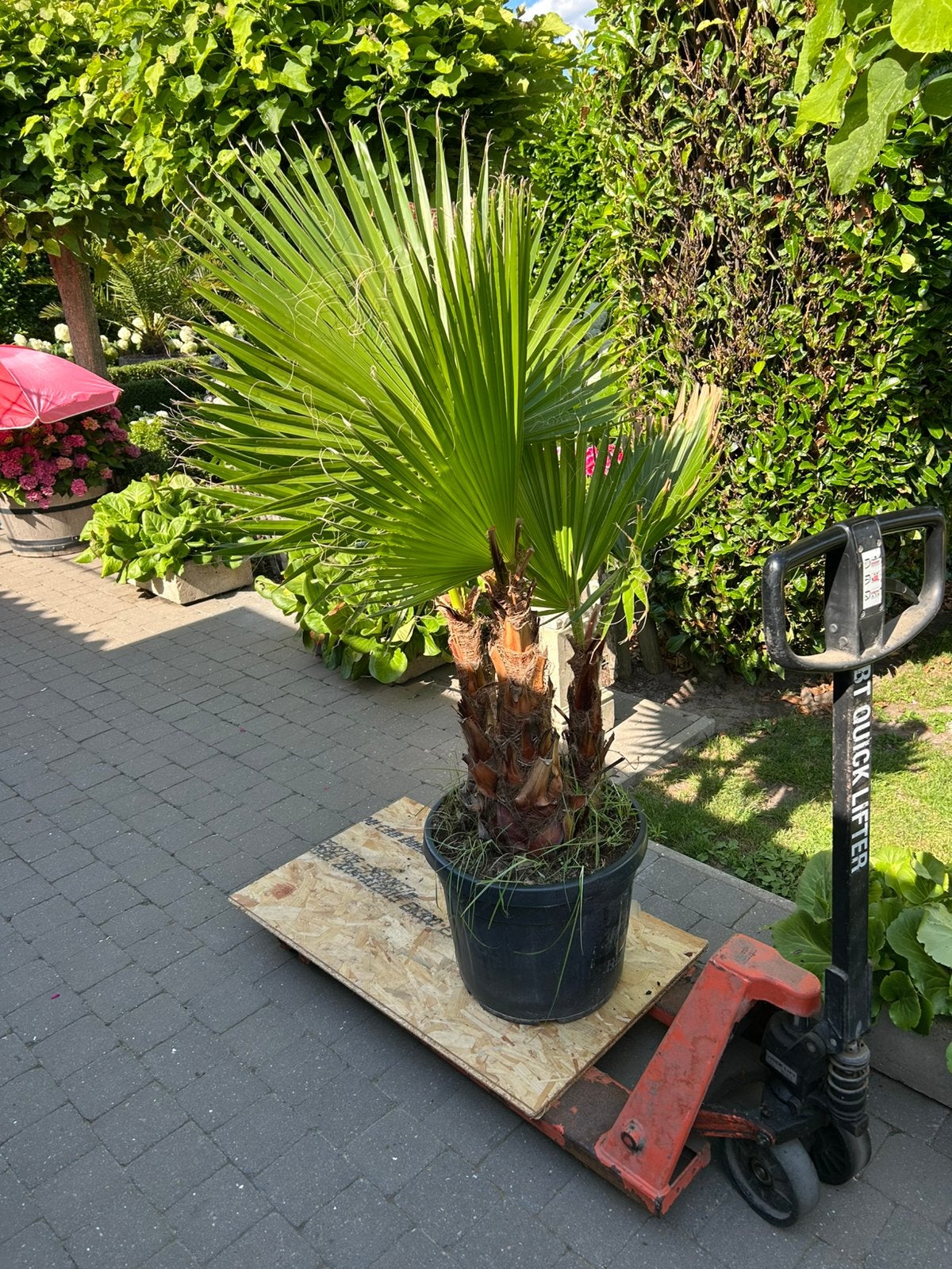 Palmboom washingtonia robusta 1m 60 met pot 3 stammig, Tuin en Terras, Ophalen