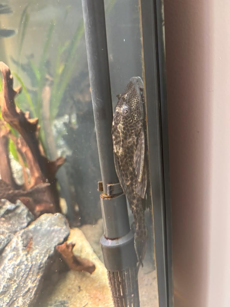 Pleco
