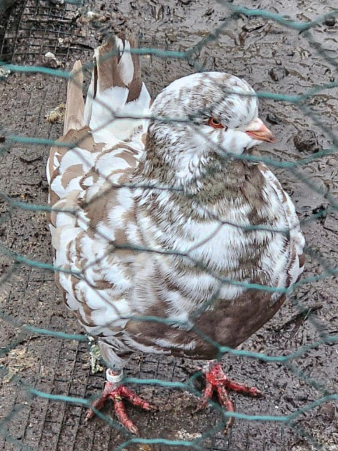 Gezocht: kingduiven, Dieren en Toebehoren, Pluimvee