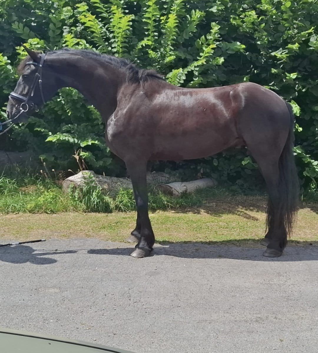 mooie sport Fries, Friese ruin, goede gangen, B, 165 à 170 cm, Cheval de récréation, 3 à 6 ans