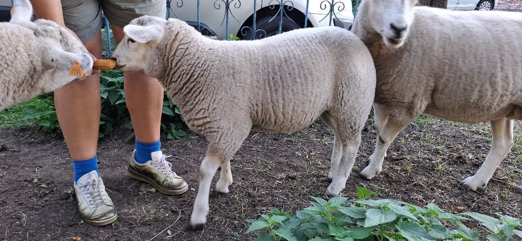 Schapen - ram, Mâle, Mouton, 0 à 2 ans