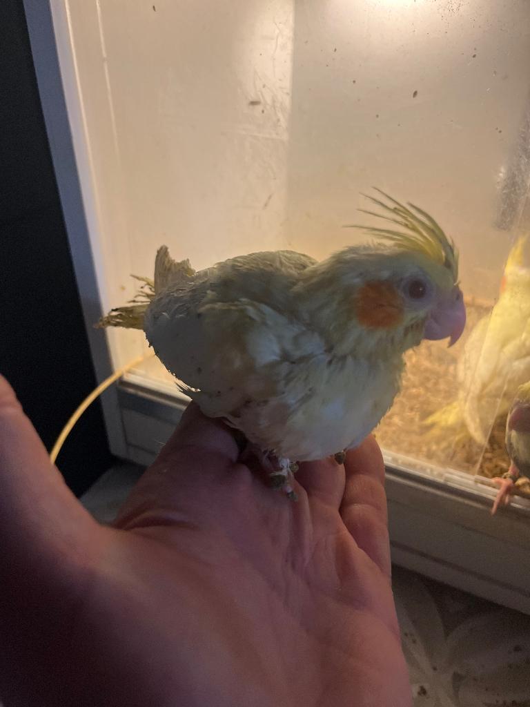 Handtamme Valkparkieten en Kakariki’s, Plusieurs animaux, Perruche, Parleur