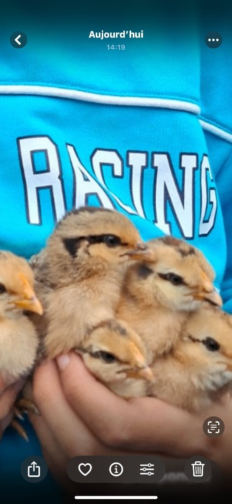 Poule +5poussin de 1mois, Animaux & Accessoires, Enlèvement, Neuf, Poulailler