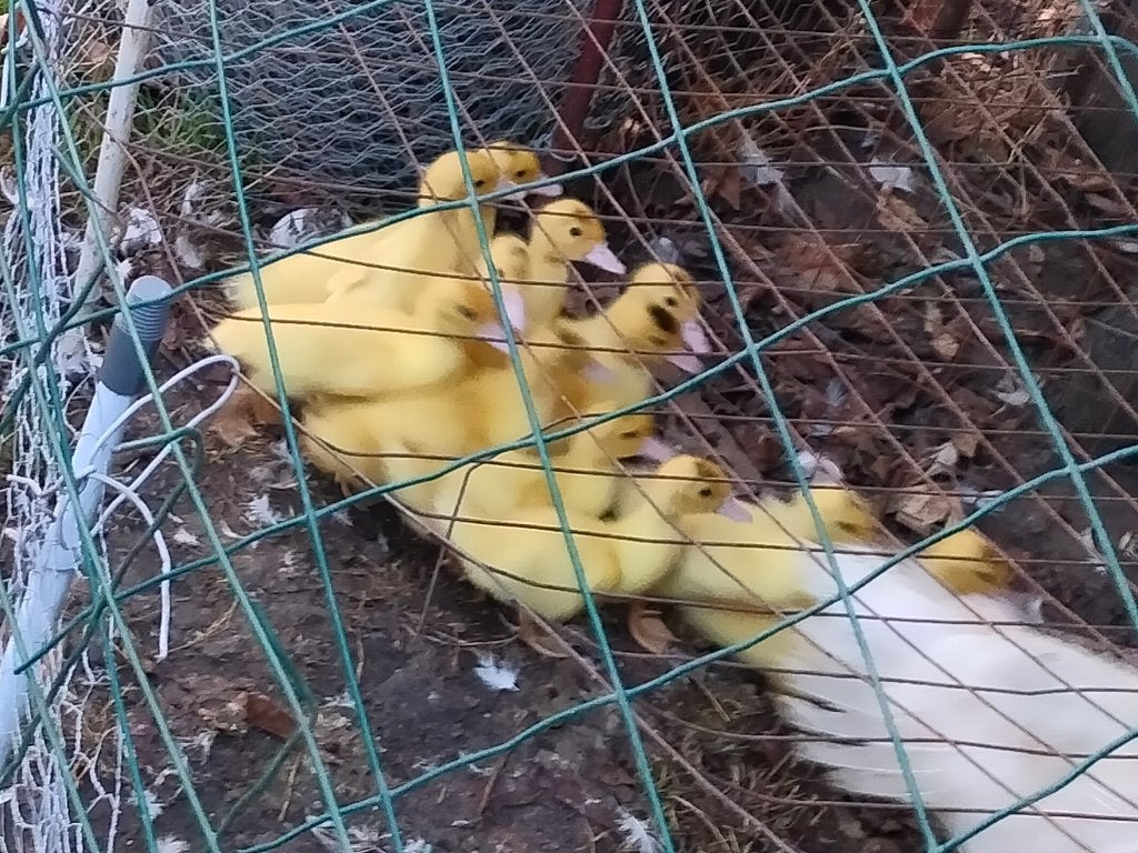 Barbarie eend, Dieren en Toebehoren, Pluimvee, Geslacht onbekend, Eend
