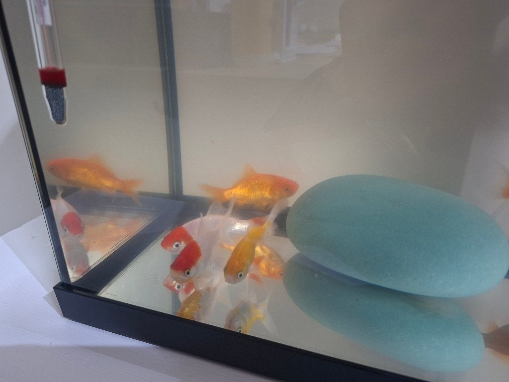 Dringend nieuwe thuis gezicht voor vijf goudvissen, Animaux & Accessoires, Poisson(s) rouge(s)