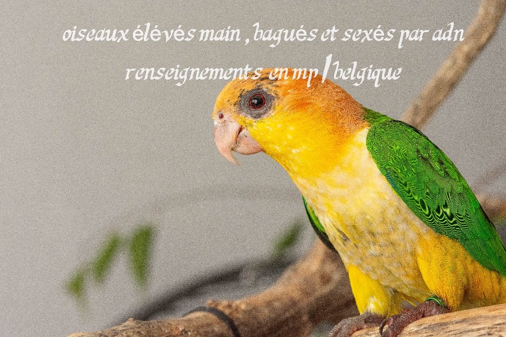 caique eam, Dieren en Toebehoren, Vrouwelijk, Papegaai, Pratend