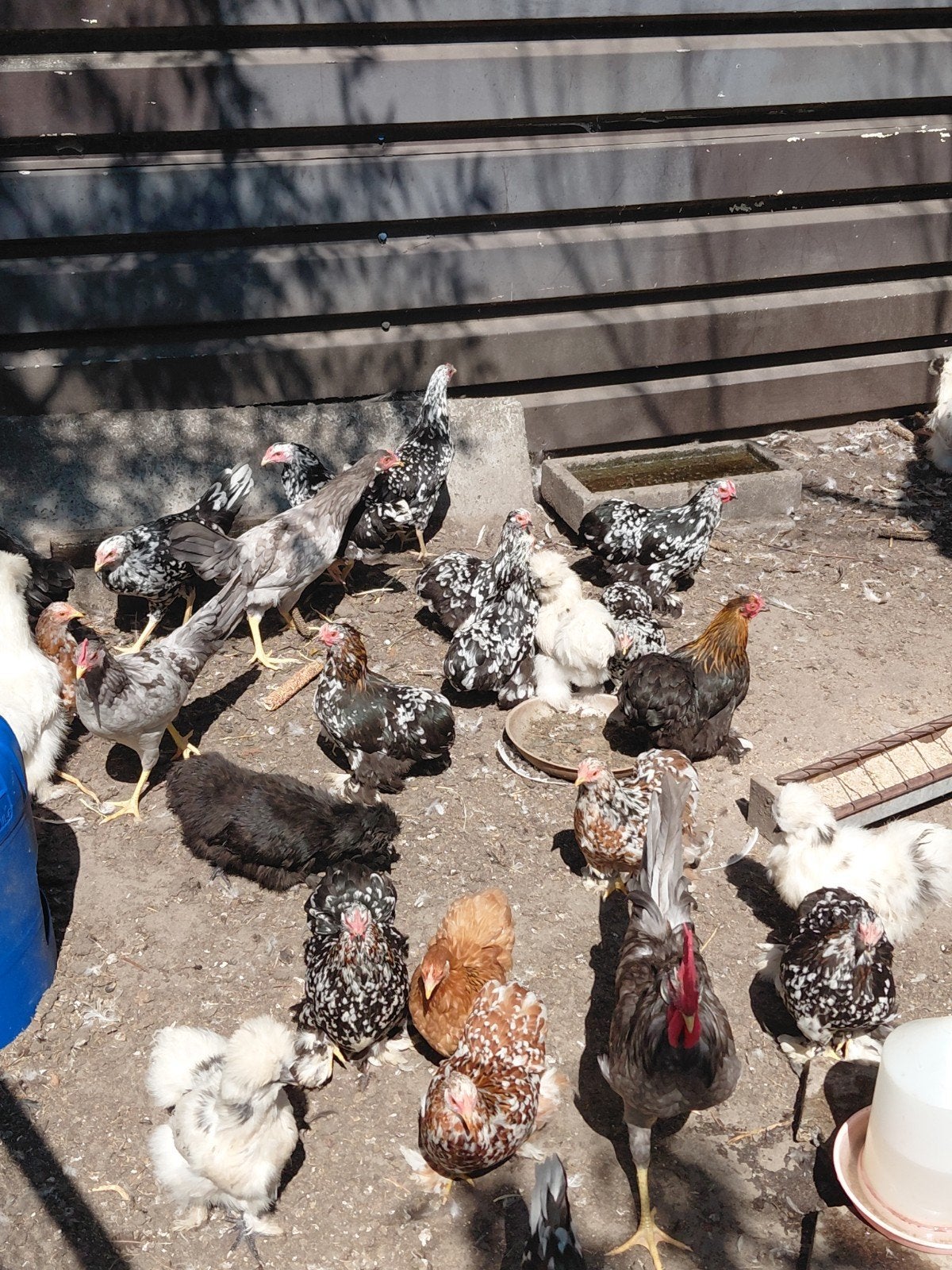 Zijdehoen hennen platte bont of zwart, Dieren en Toebehoren, Pluimvee, Vrouwelijk, Kip