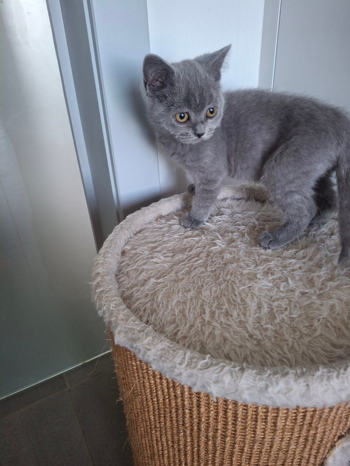 bris korthaar kitten, Dieren en Toebehoren, Katten en Kittens | Raskatten | Korthaar, Kater, Gechipt, 0 tot 2 jaar