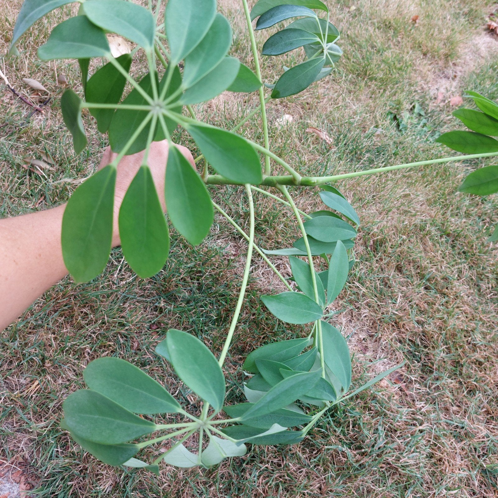 Schefflera, Tuin en Terras, Ophalen, Zomer