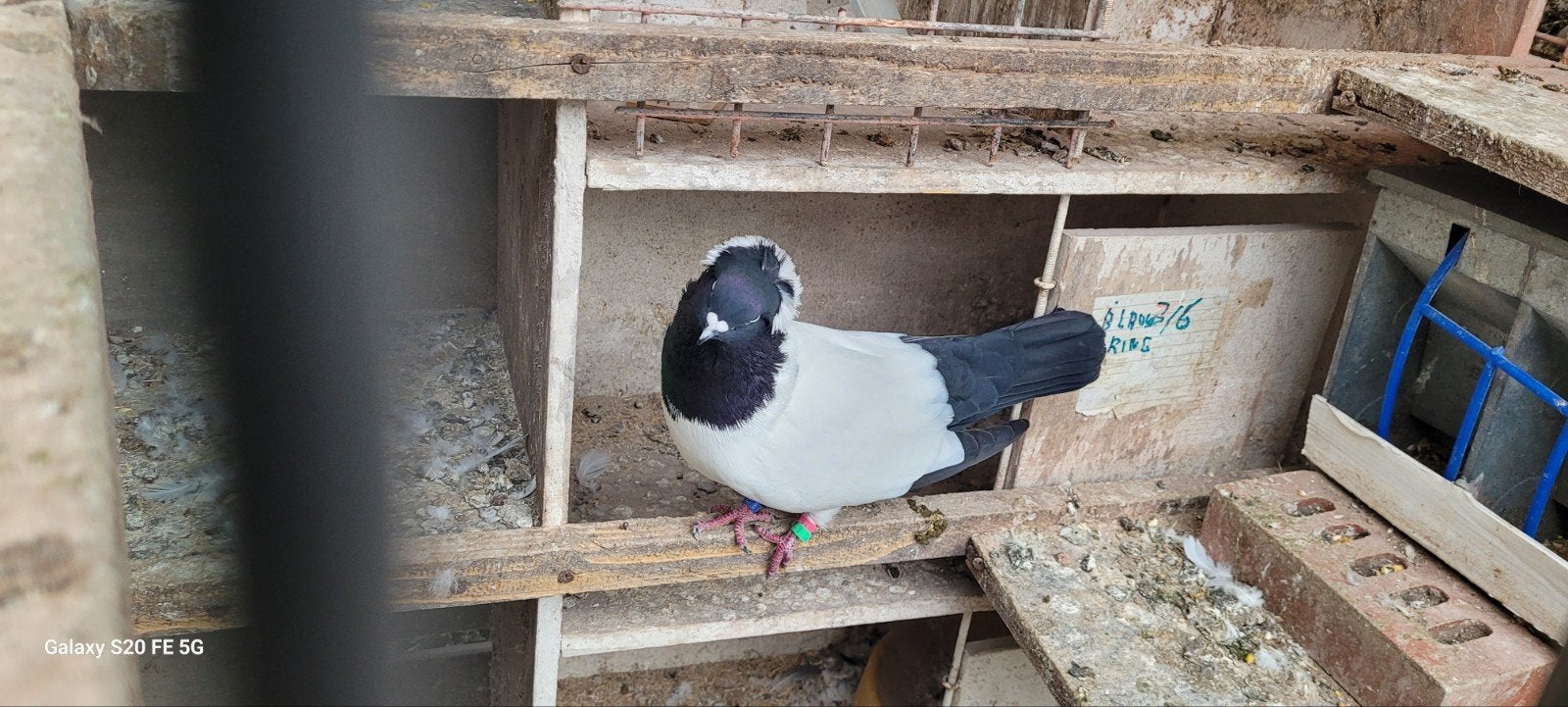 nonnes pigeons, Animaux & Accessoires
