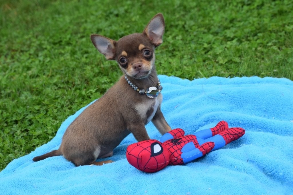 Chihuahua pups klein blijvend, Dieren en Toebehoren, België, 15 weken tot 1 jaar, CDV (hondenziekte), Meerdere