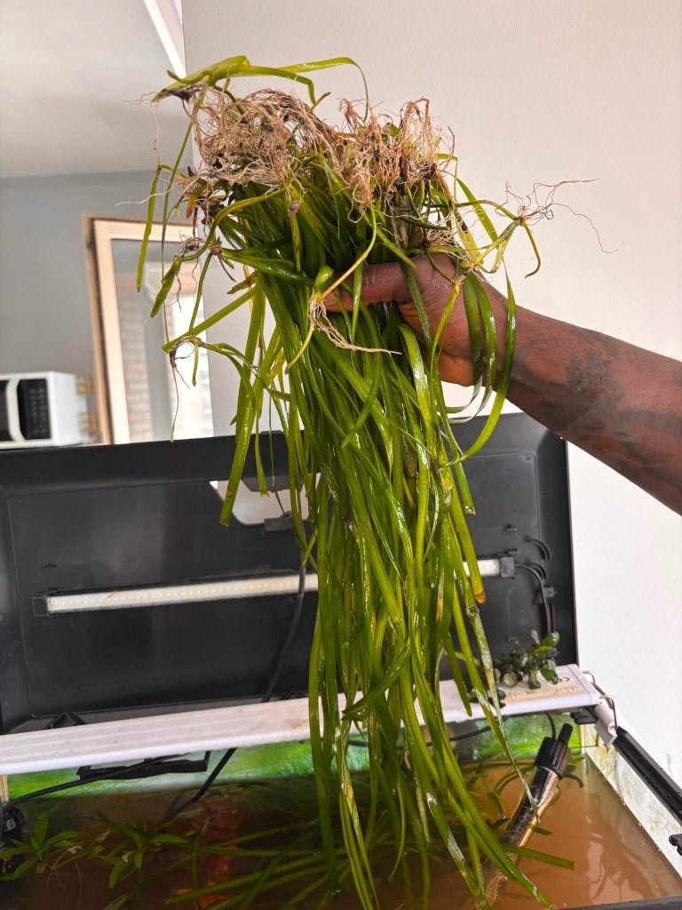 Valsineria (aquarium plant) te koop, Animaux & Accessoires, Poissons | Aquariums & Accessoires, Enlèvement, Plante(s), Pierre ou Bois