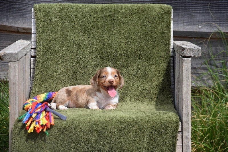 Prachtige langharige Dwergteckel pup, Dieren en Toebehoren, Honden | Teckels en Dashonden, Parvo, België, Reu, 8 tot 15 weken