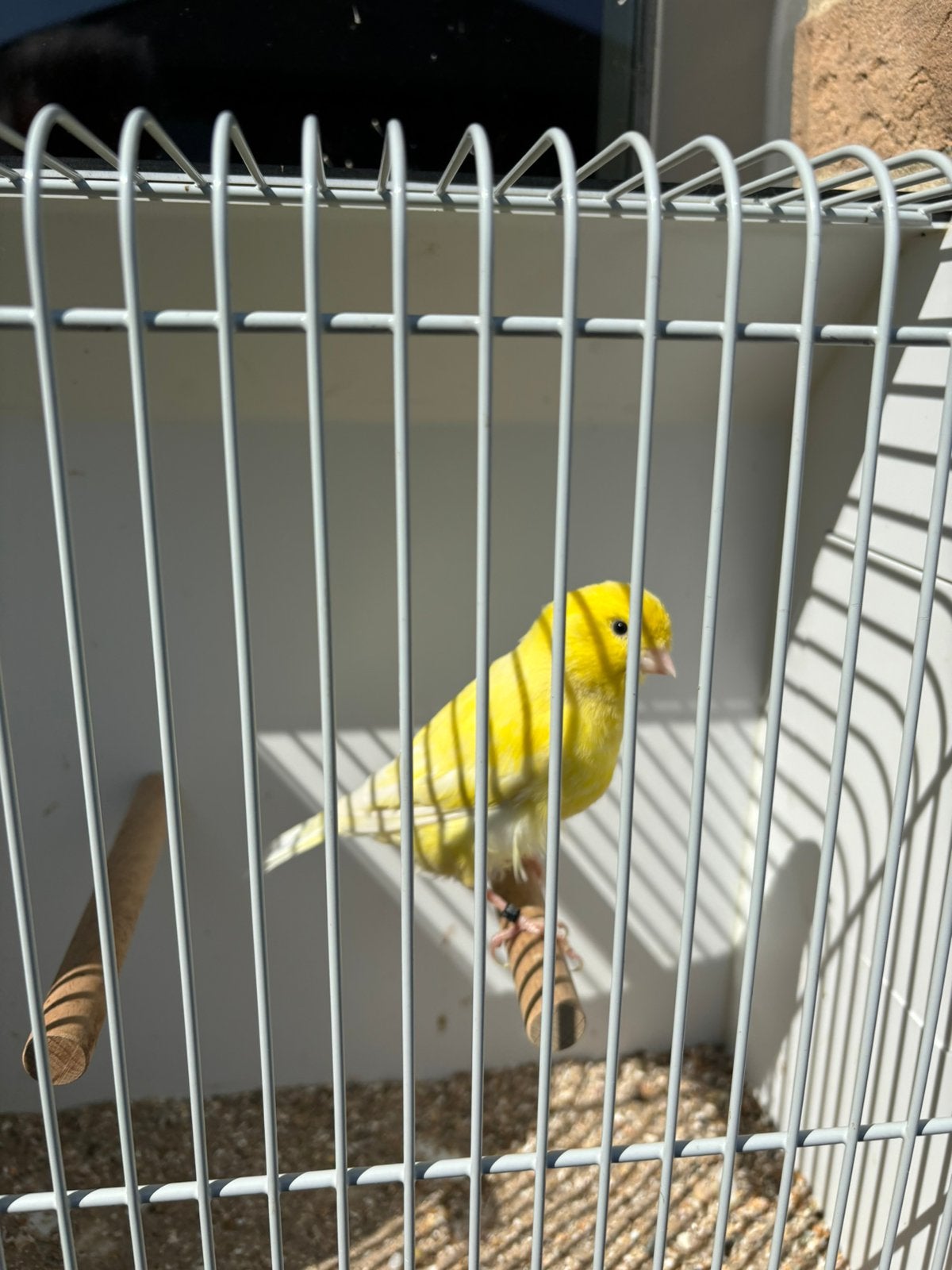 Mooie kanarie man, Dieren en Toebehoren, Vogels | Kanaries