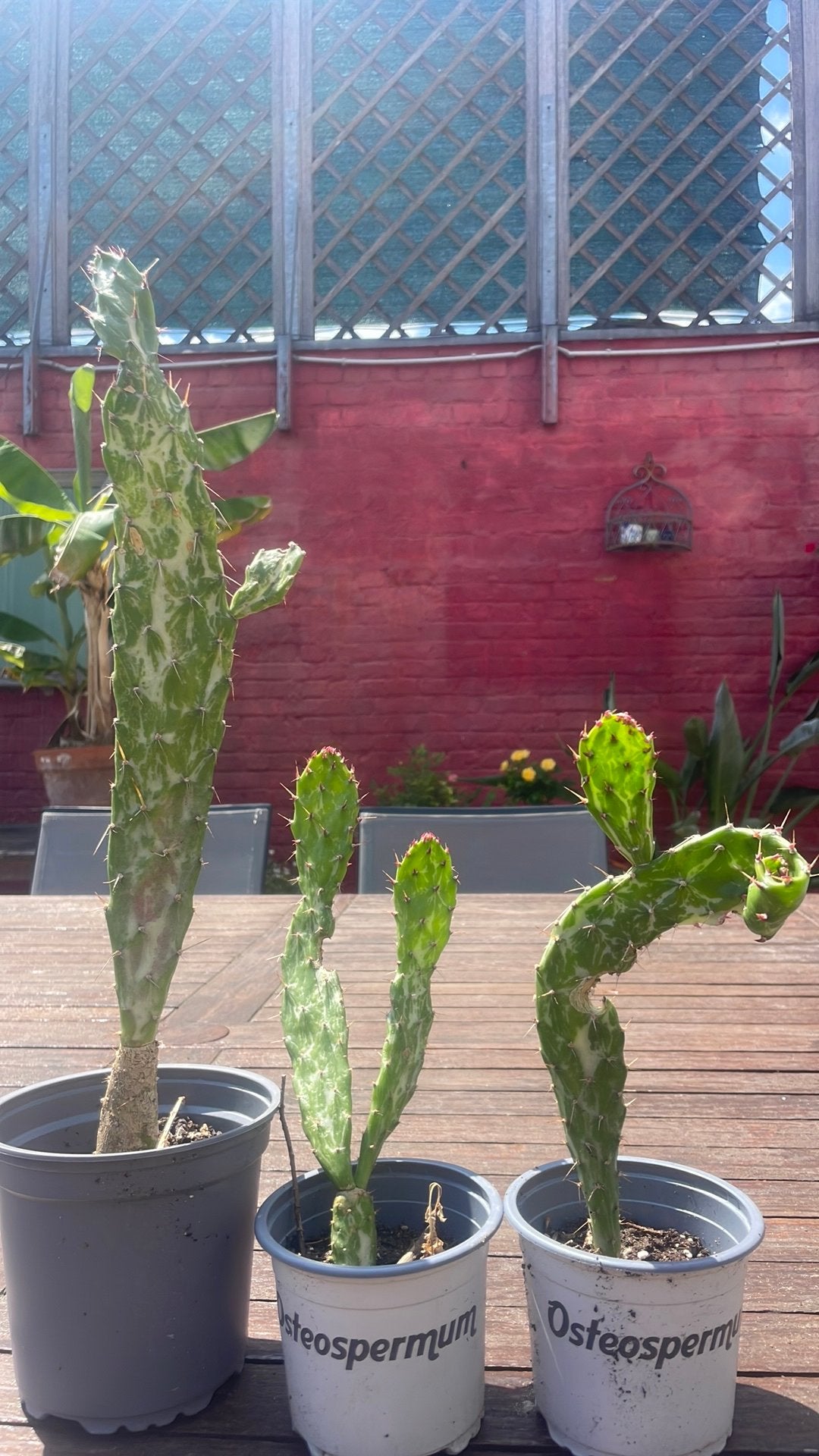 Cactussen - Opuntia monacantha variegata/Joseph's Coat, En pot, Moins de 100 cm, Cactus, Plante verte