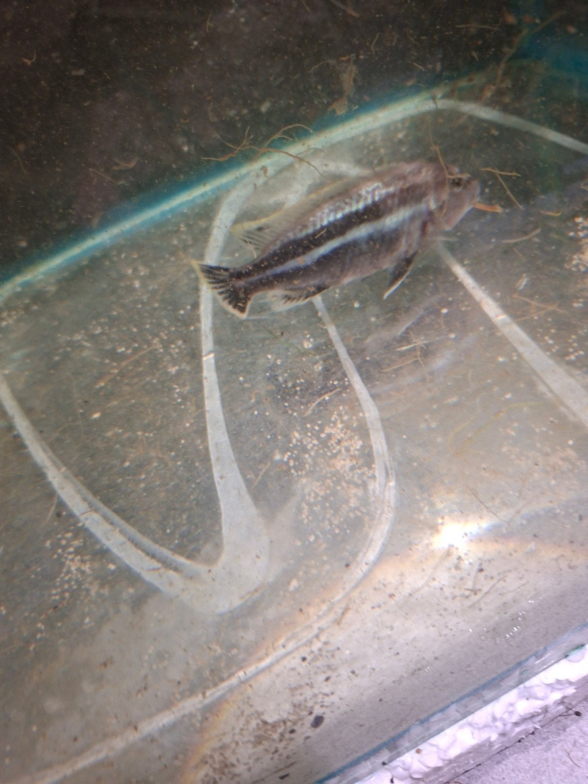 cichlides malawi grand male melano auratus 13 cm