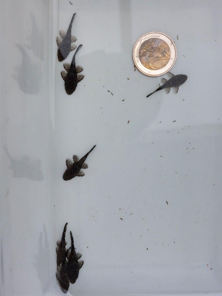 jonge L181 peppermint ancistrus variant - ruitenkuiser, Dieren en Toebehoren, Vissen | Aquariumvissen, Vis, Zoetwatervis