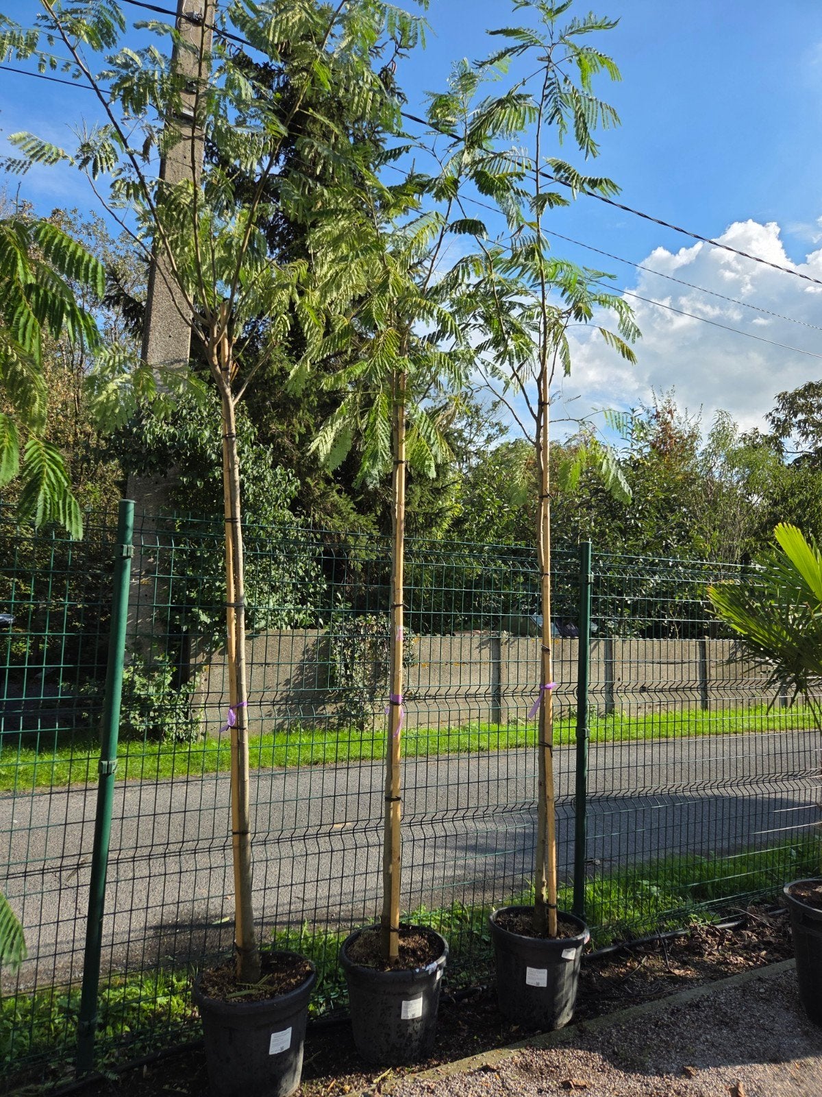 Albizia Julibrissin Ombrella hoogstam -Perzische slaapboom, Tuin en Terras, Ophalen