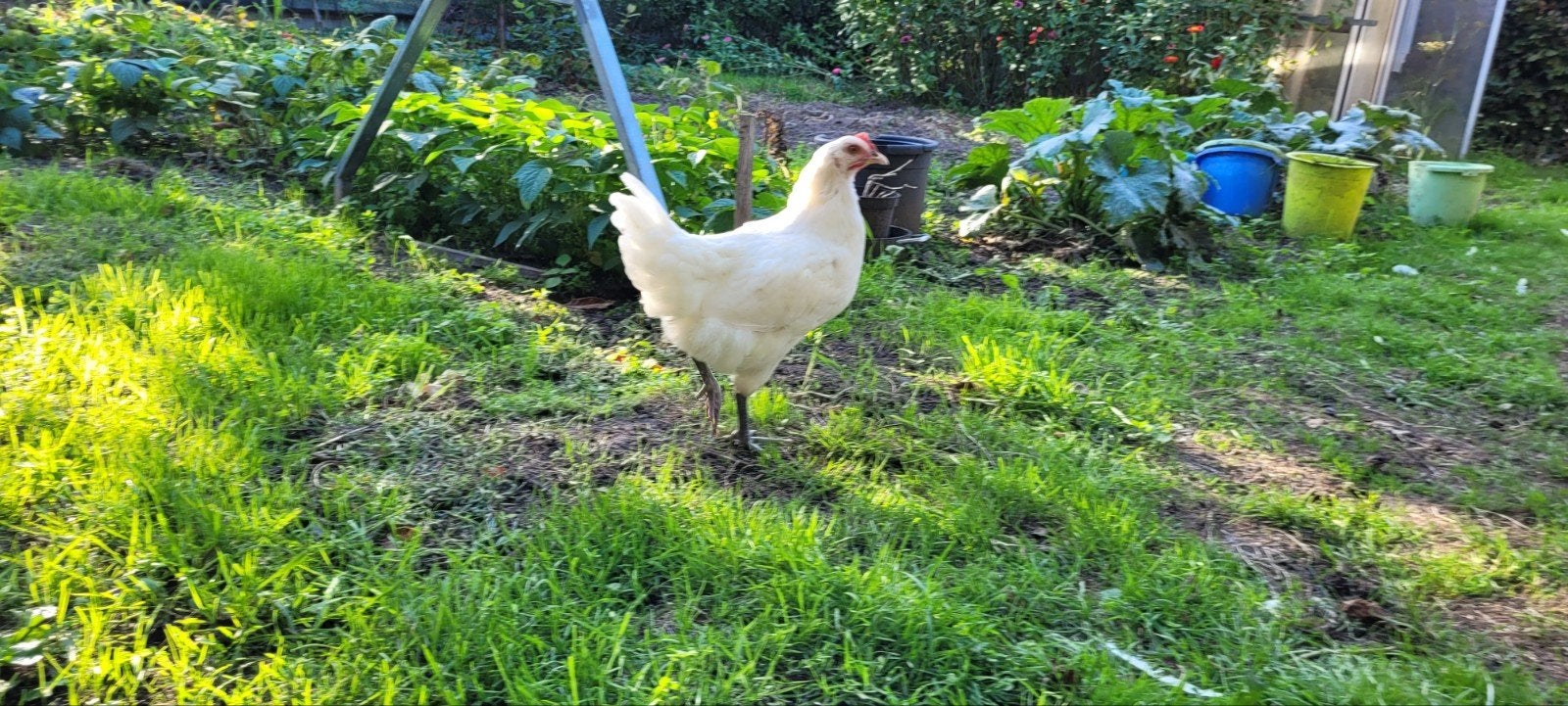 Poule de Bresse hennen