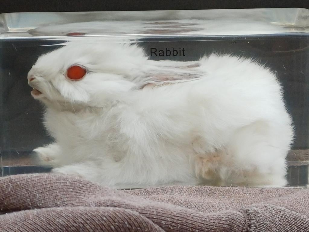 Albino konijn in epoxy hars - rariteitenkabinet, Ophalen of Verzenden, Boerderijdier, Opgezet dier