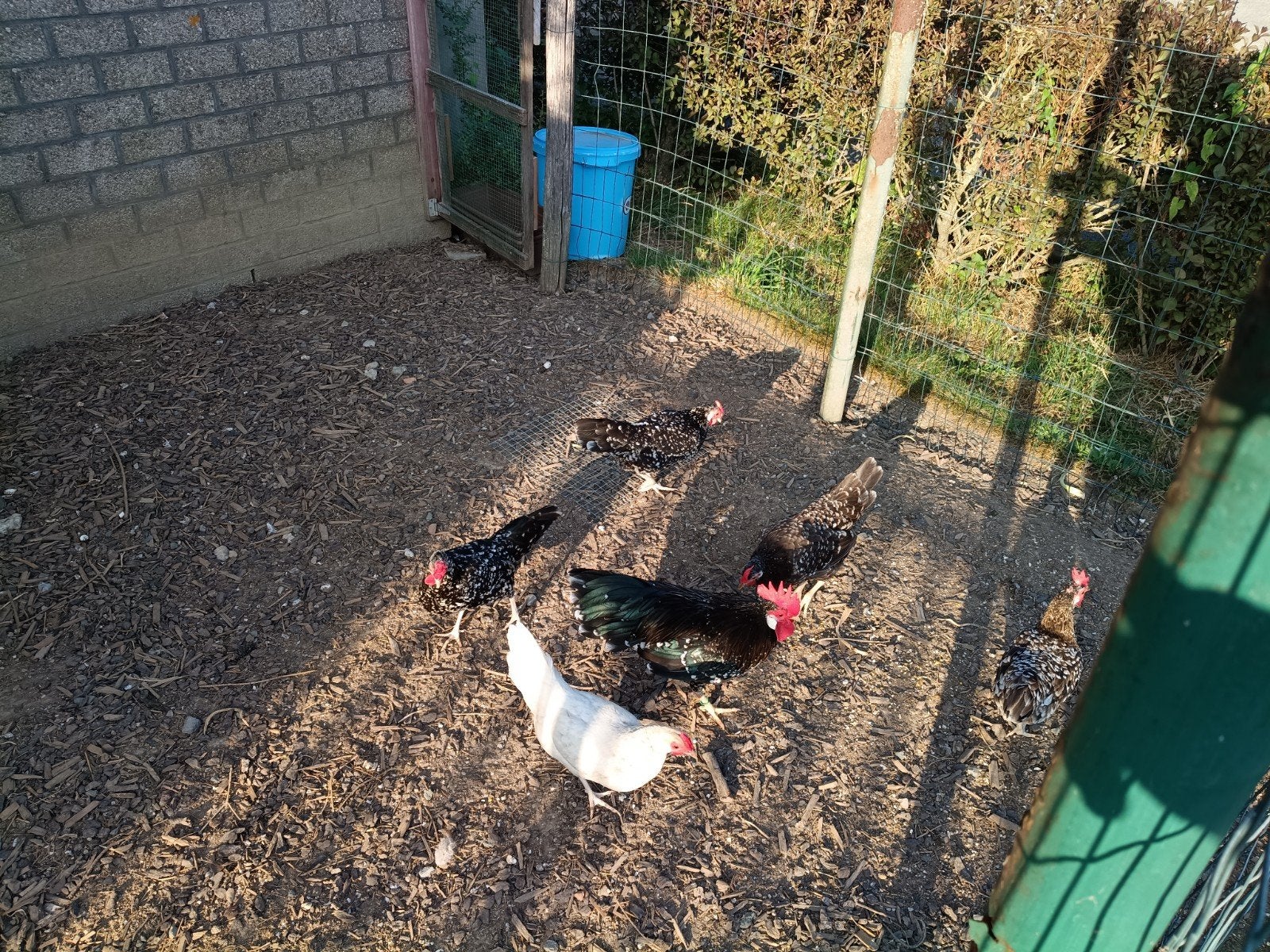 Ancona kriel zwart wit gepareld en dun mottled, Dieren en Toebehoren, Pluimvee
