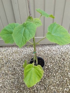 Paulownia tomentosa - kleine boompjes beschikbaar, Jardin & Terrasse, Plantes | Arbres, En pot, Autres espèces, Enlèvement, Ombre partielle