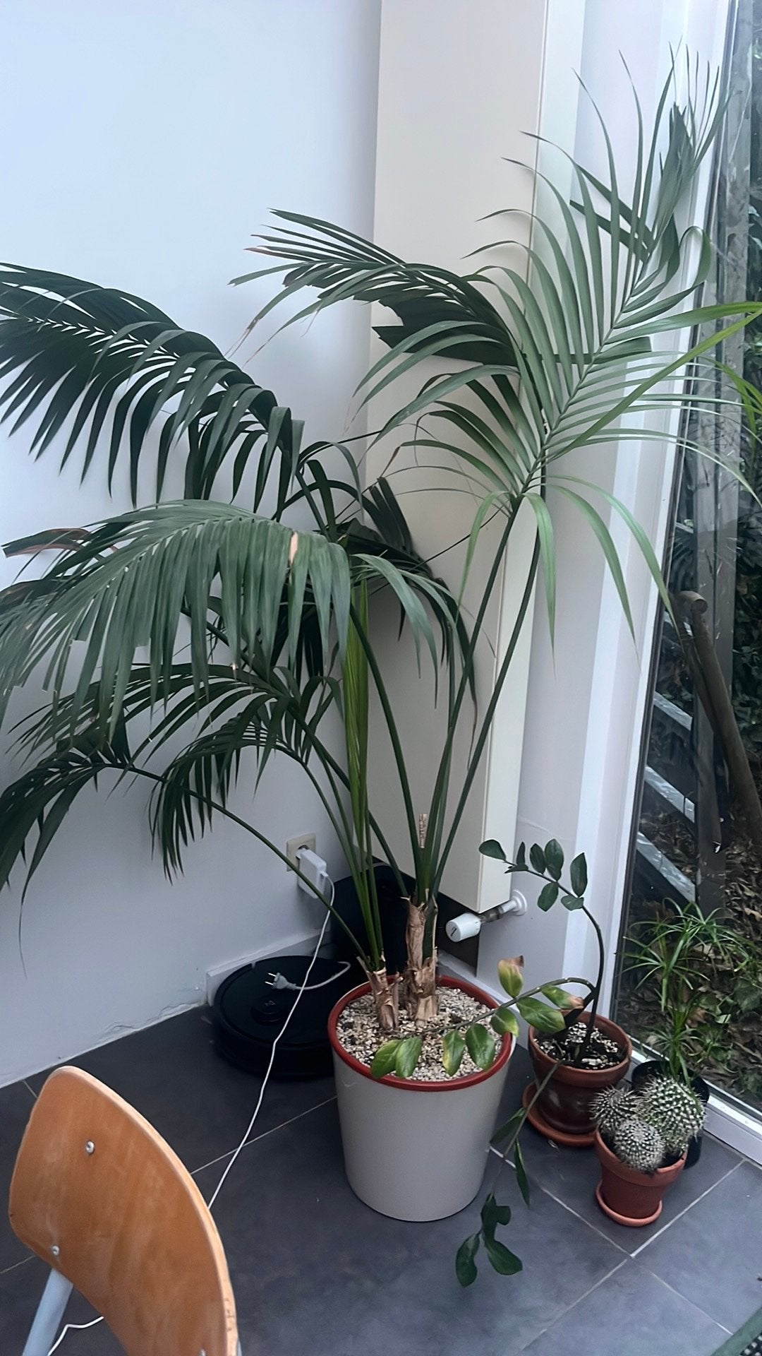 Grote palm, Tuin en Terras, Bloembollen en Zaden, Ophalen