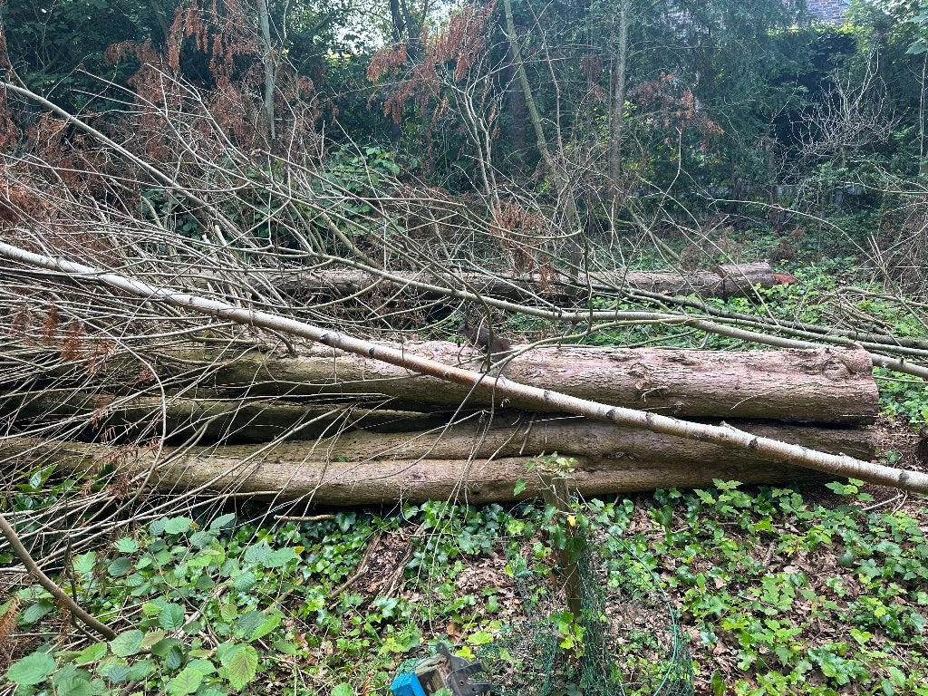 Taxus stammen - lengte tot 15m, Ophalen, Overige typen, Nieuw, Overige houtsoorten