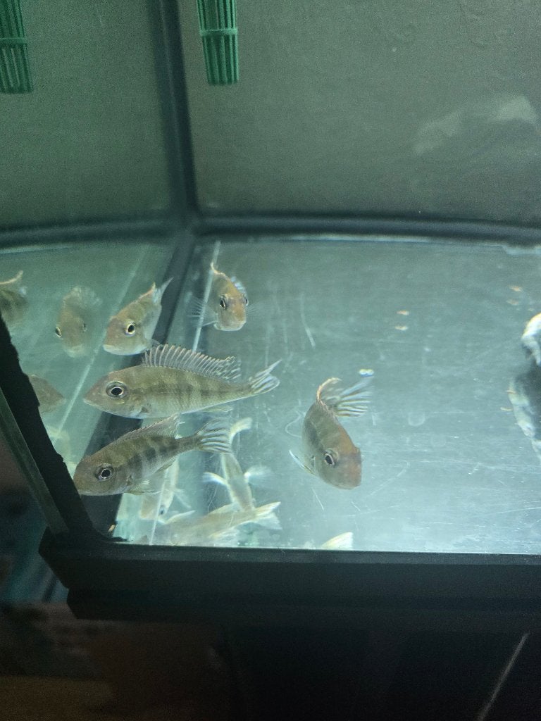 Geophagus tapajos, Vis, Zoetwatervis, Schoolvis