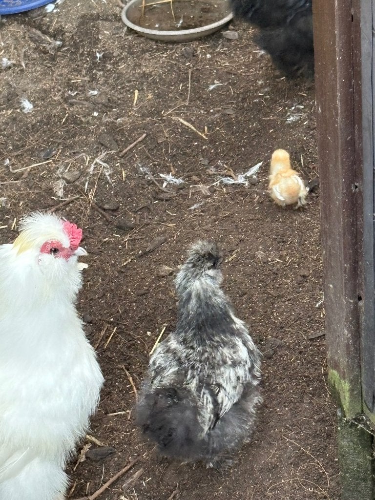 Zijdehoender, Dieren en Toebehoren, Meerdere dieren, Kip