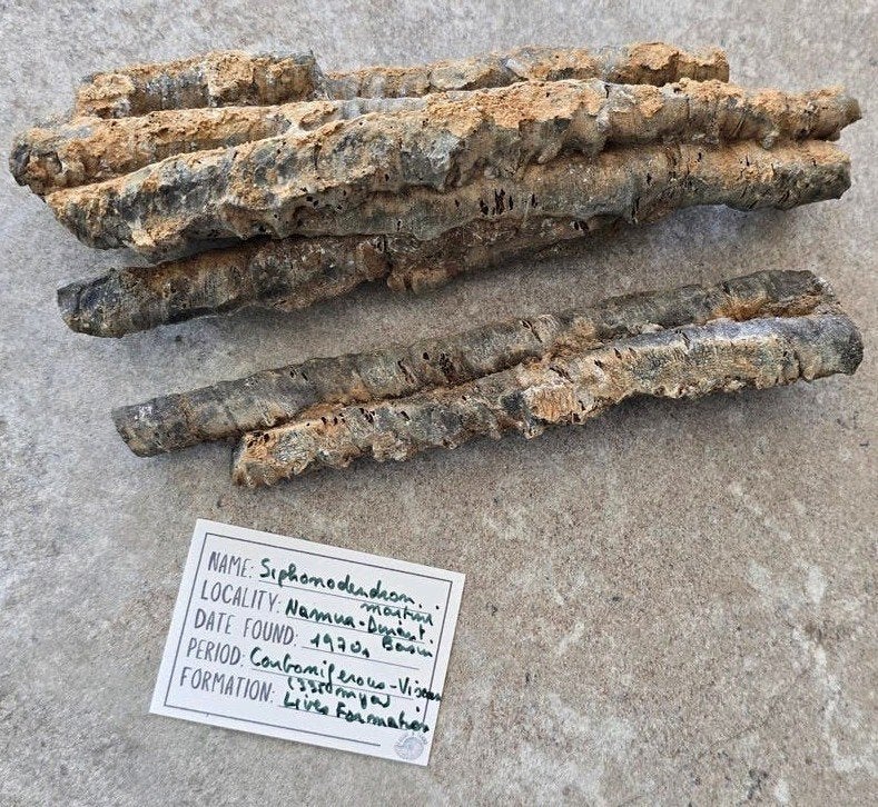 Corail Fossile Siphonodendron - Namur, Belgique, Collections, Enlèvement ou Envoi, Fossile