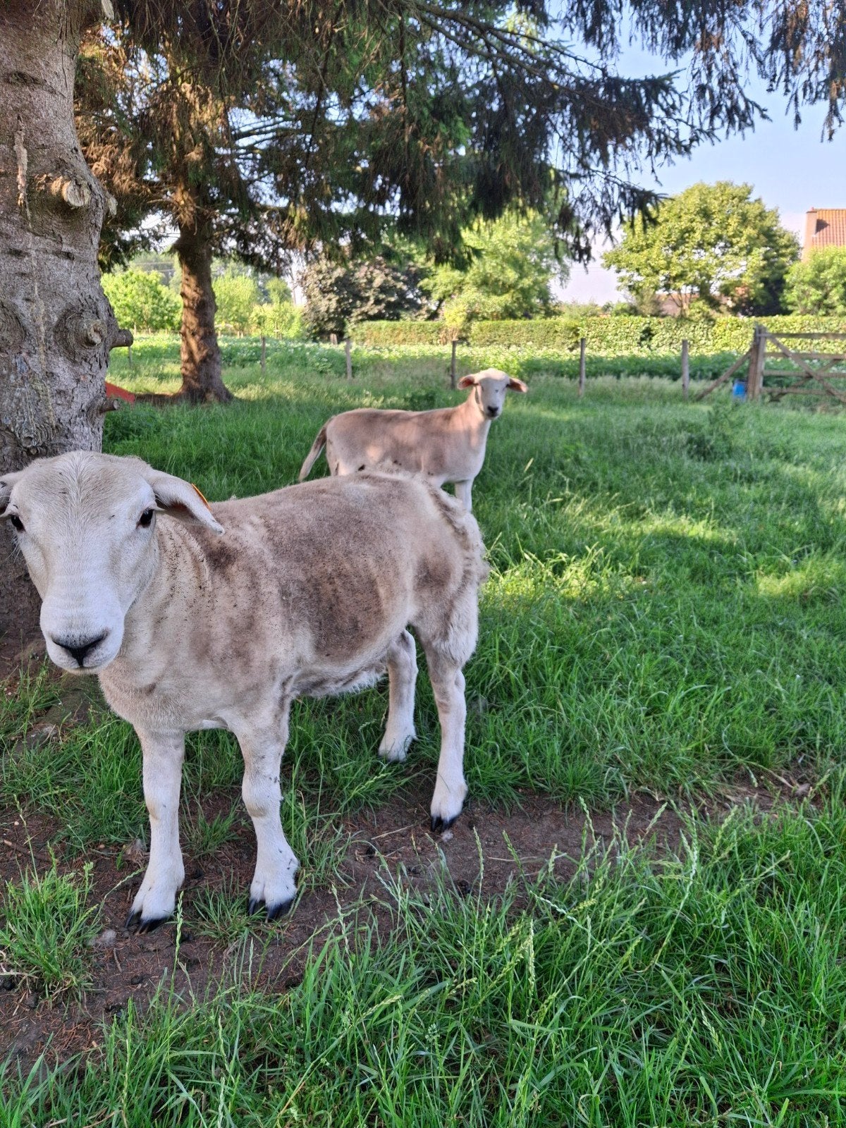 Nolana (type vleesschaap), Plusieurs animaux, Mouton, 0 à 2 ans