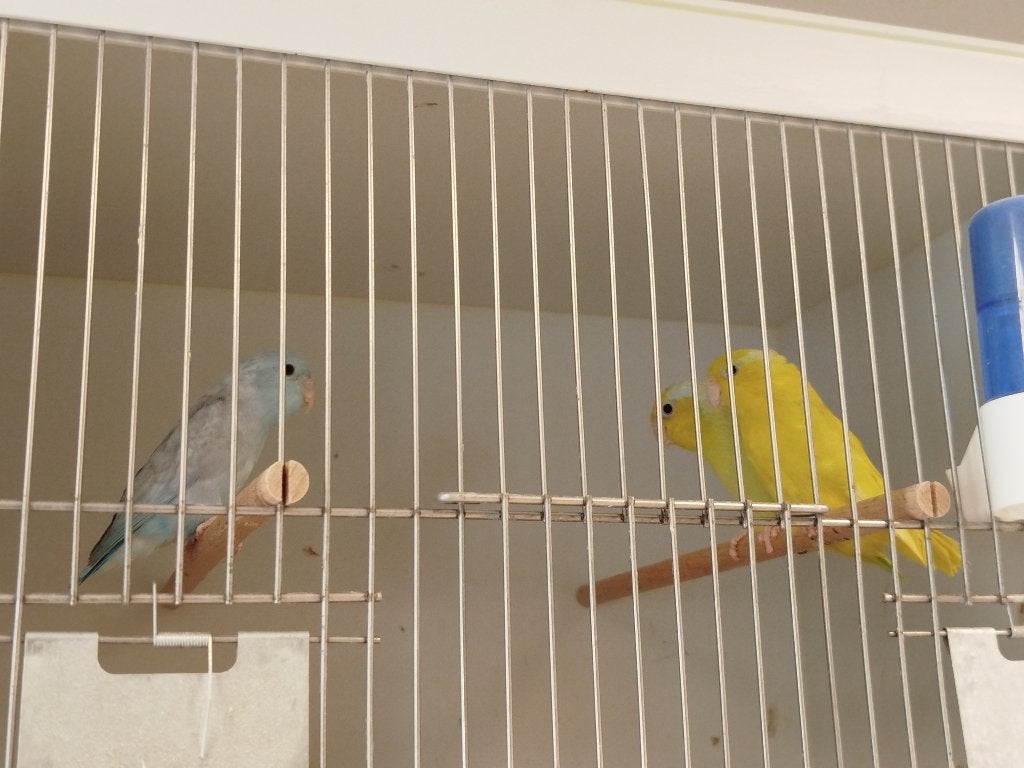 Forpussen, Dieren en Toebehoren, Vogels | Parkieten en Papegaaien