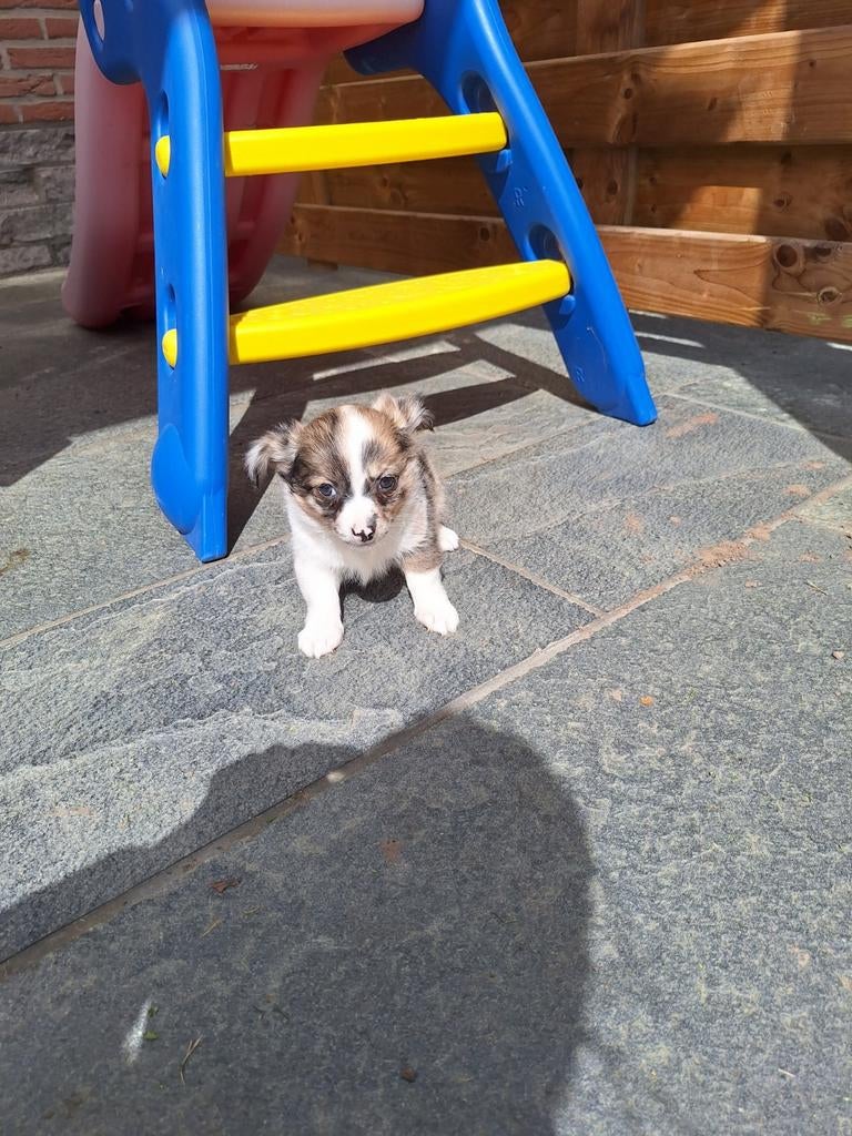 Chihuahua pups, Belgique, Plusieurs, Chihuahua, Hépatite contagieuse (maladie de Rubarth)
