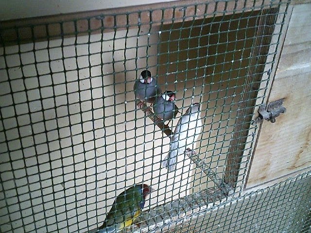 PADDA'S, Dieren en Toebehoren, Meerdere dieren, Tropenvogel, Geringd