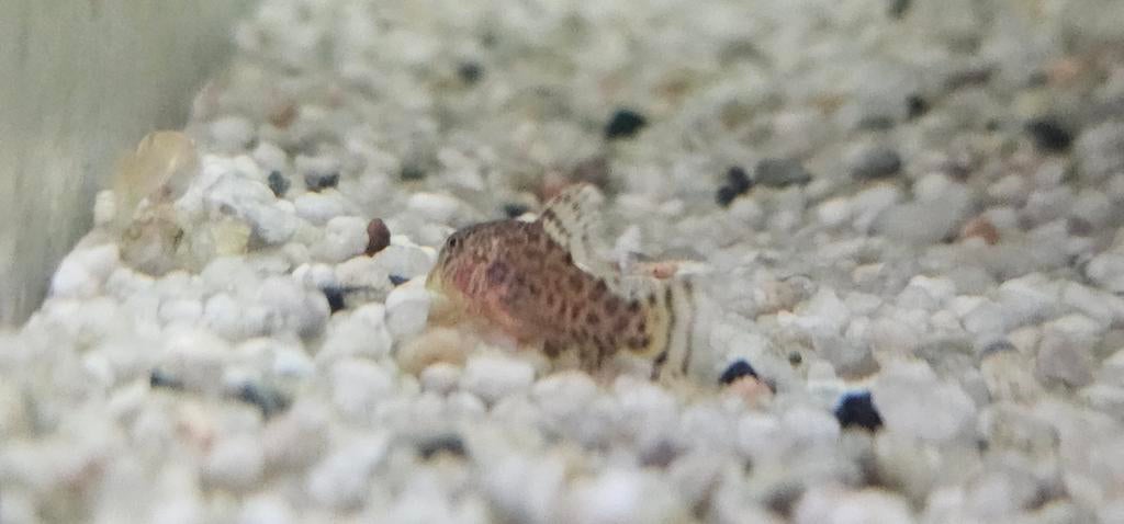 corydoras sterbay 3 to 4cm, Dieren en Toebehoren, Vis, Zoetwatervis
