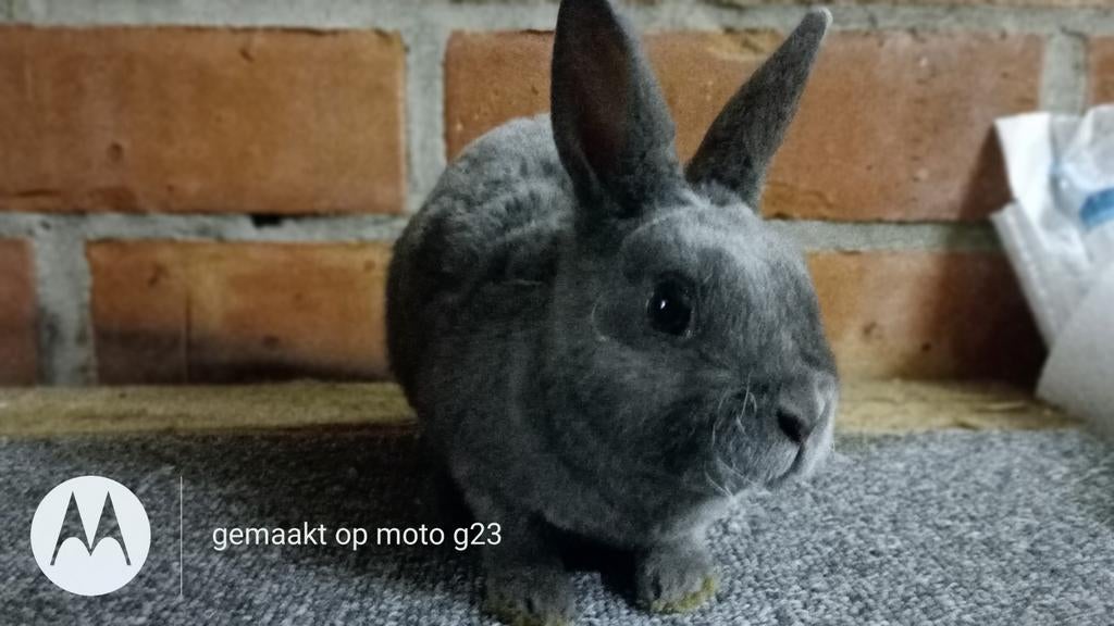Rex dwerg rammetje in blauw., Dieren en Toebehoren, Konijnen, Dwerg