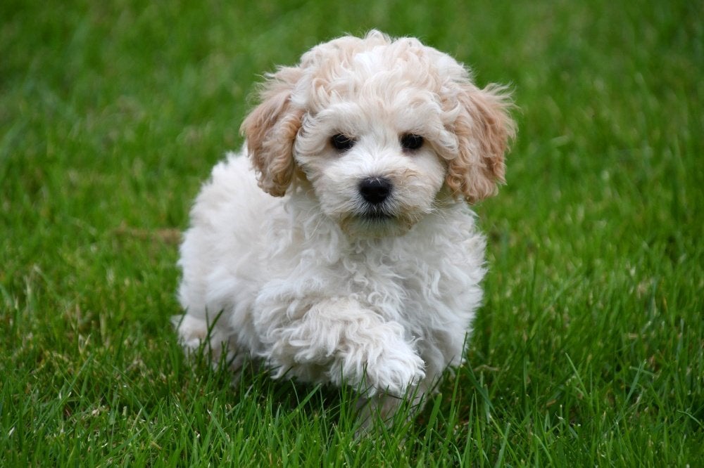 Maltipoo pups te koop, 15 weken tot 1 jaar, Overige rassen, Buitenland, CDV (hondenziekte)