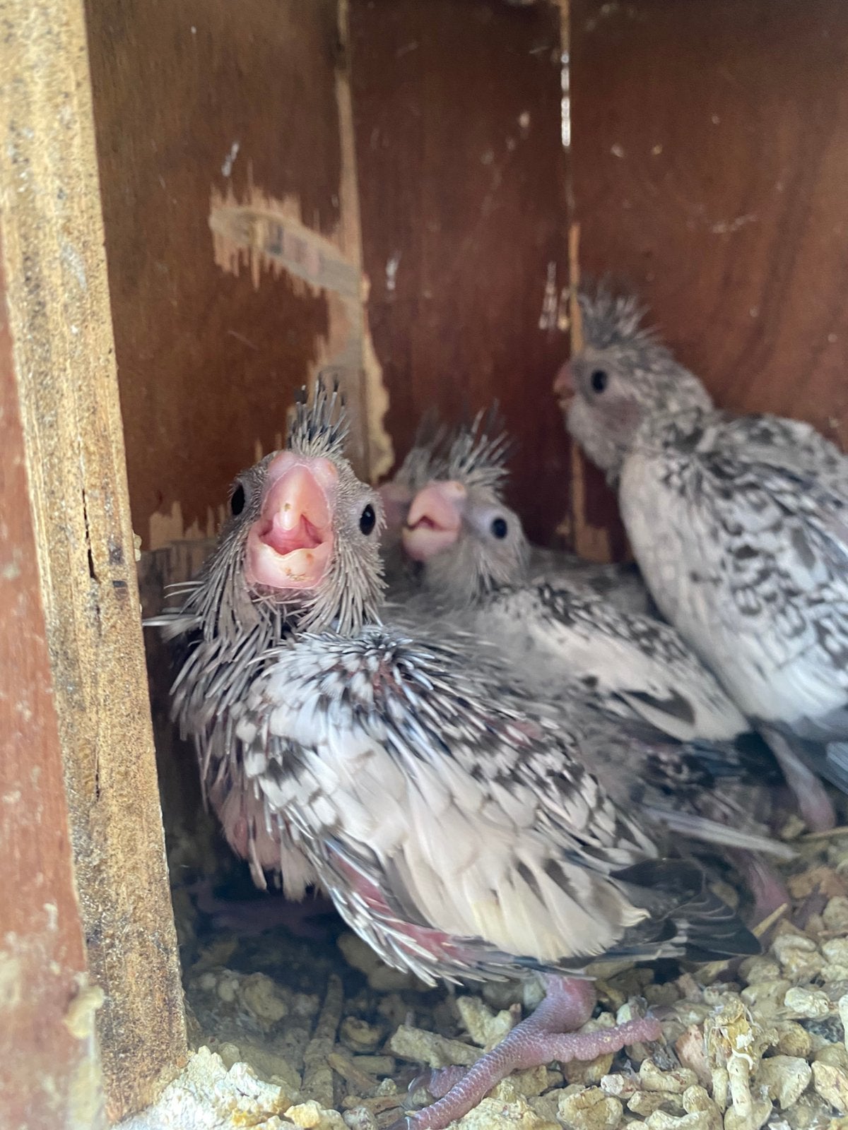 Perruches callopsittes au nid, Animaux & Accessoires