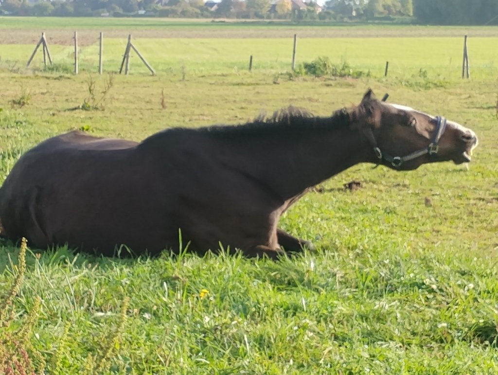 Pension chevaux, Animaux & Accessoires